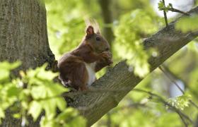 Sciurus vulgaris