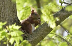 Sciurus vulgaris