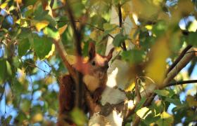 Sciurus vulgaris