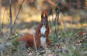 Sciurus vulgaris