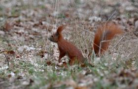 Sciurus vulgaris
