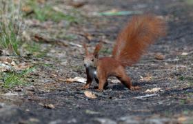 Sciurus vulgaris
