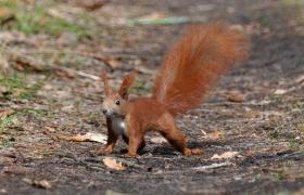 Sciurus vulgaris