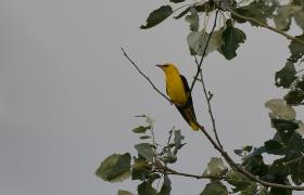 Oriolus oriolus