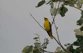 Oriolus oriolus