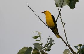 Oriolus oriolus