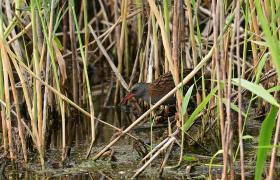 Rallus aquaticus