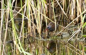 Rallus aquaticus