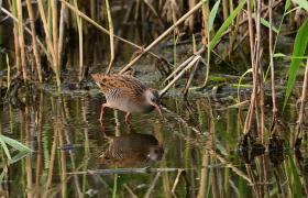 Rallus aquaticus