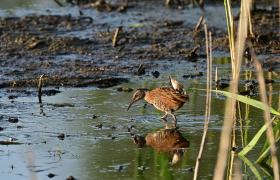 Rallus aquaticus