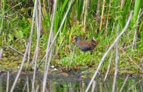Rallus aquaticus