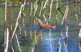 Rallus aquaticus