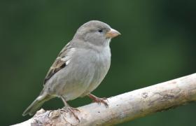 Passer domesticus