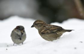 Passer domesticus