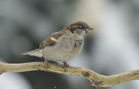 Passer domesticus