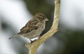 Passer domesticus