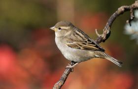Passer domesticus