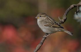 Passer domesticus