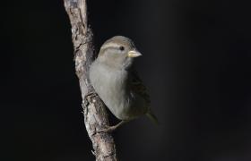 Passer domesticus