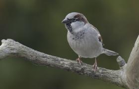Passer domesticus
