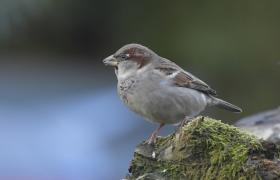 Passer domesticus