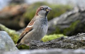Passer domesticus