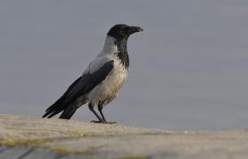 Corvus cornix
