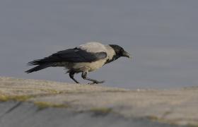 Corvus cornix
