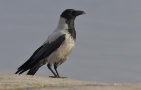 Corvus cornix