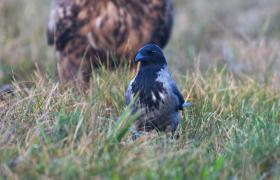 Corvus cornix