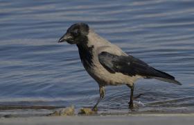 Corvus cornix