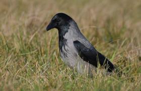 Corvus cornix