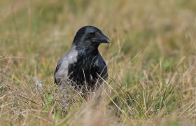 Corvus cornix