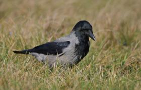 Corvus cornix