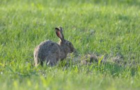 Lepus europaeus