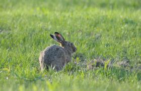 Lepus europaeus