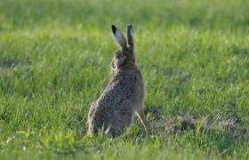 Lepus europaeus