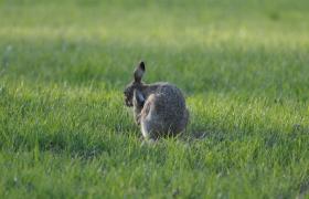 Lepus europaeus