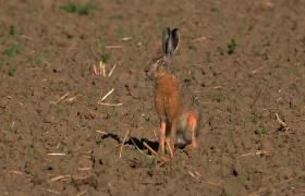 Lepus europaeus