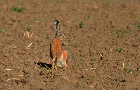Lepus europaeus