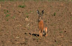 Lepus europaeus