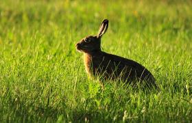 Lepus europaeus