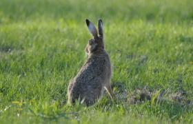 Lepus europaeus