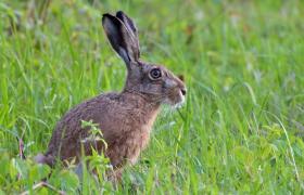 Lepus europaeus