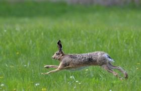 Lepus europaeus