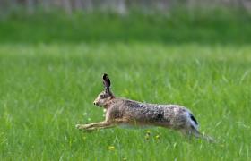 Lepus europaeus