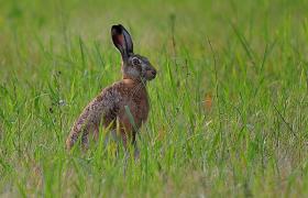 Lepus europaeus