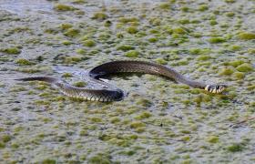 Natrix natrix