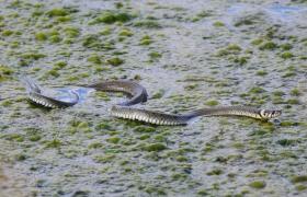 Natrix natrix