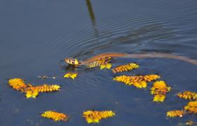 Natrix natrix